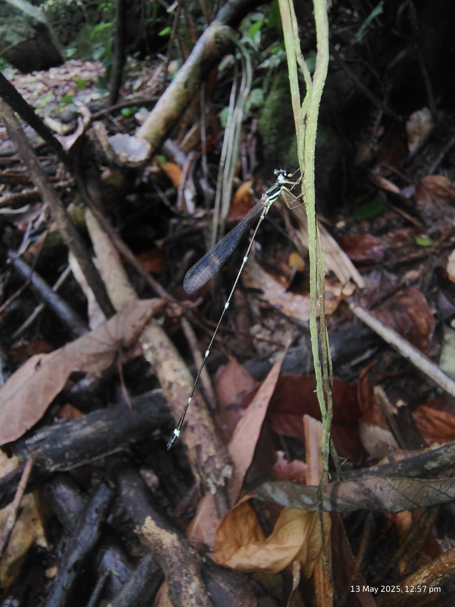 Pied Shadowdamsel