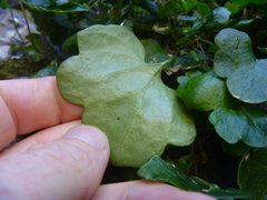 Cymbalaria muralis