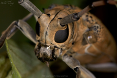 Celosterna scabrator