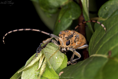 Celosterna scabrator