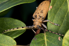 Celosterna scabrator