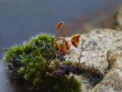 Bryophyta