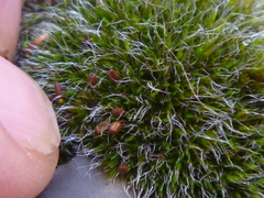 Bryophyta