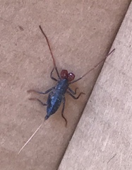 Mastigoproctus giganteus