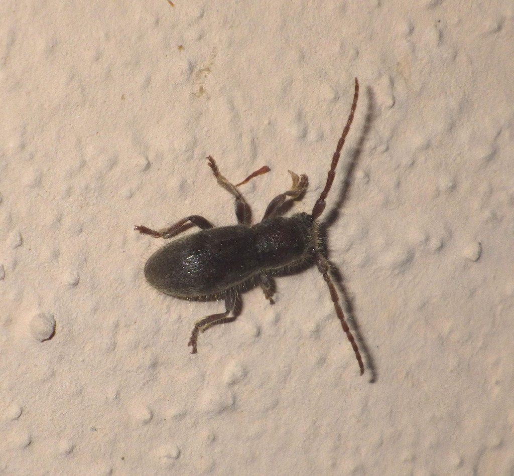 Parmena pubescens