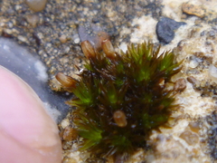 Bryophyta