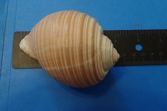 Tonna ampullacea