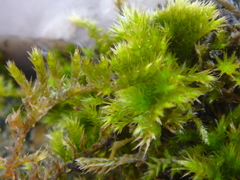 Bryophyta