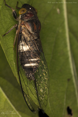Lemuriana apicalis