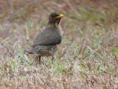 Turdus pelios