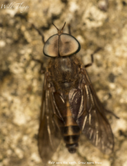 Tabanidae
