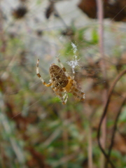 Araneus diadematus