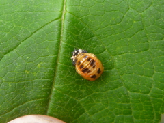 Harmonia axyridis