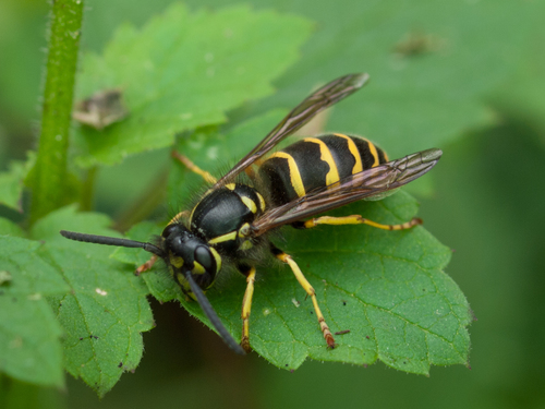 Common Aerial Yellowjacket (Insects and Spiders of Ano Nuevo State Park ...