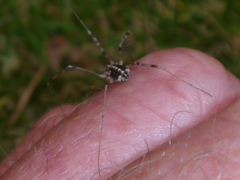 Opilio saxatilis