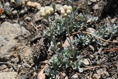 Antennaria umbrinella