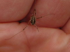 Opilio saxatilis