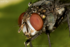 Calliphoridae