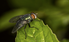 Calliphoridae