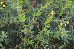 Berberis × stenophylla