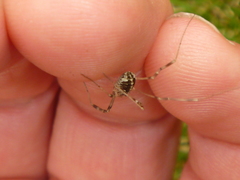 Opilio saxatilis