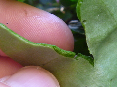 Cymbalaria muralis