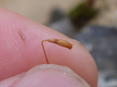 Bryophyta