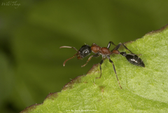 Tetraponera rufonigra