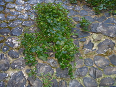 Cymbalaria muralis