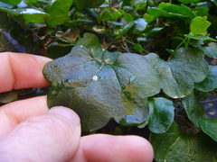 Cymbalaria muralis