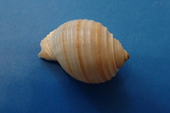 Tonna sulcosa