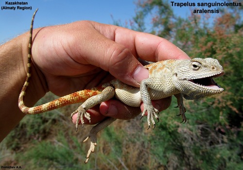 Trapelus sanguinolentus