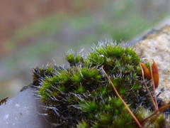 Bryophyta