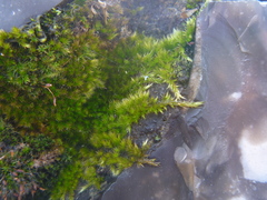 Bryophyta