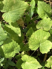 Lunaria annua