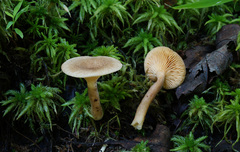 Lactarius griseus