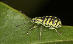 Myllocerina
