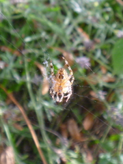 Araneus diadematus