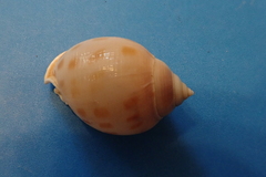 Semicassis bisulcata