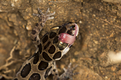 Cyrtodactylus varadgirii