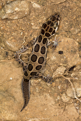 Cyrtodactylus varadgirii