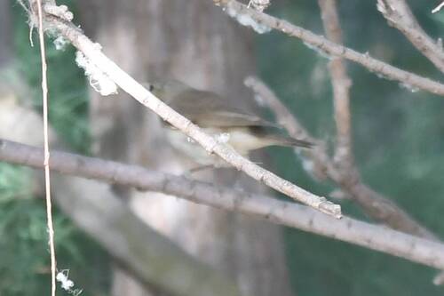 Western Olivaceous Warbler (Iduna opaca), photo 7