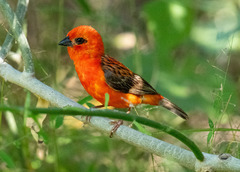Red Fody