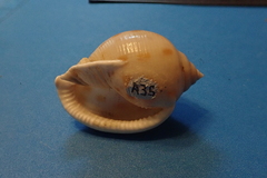 Semicassis bisulcata