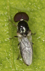Cephalochrysa