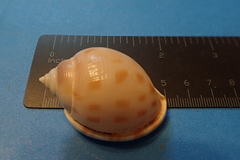 Semicassis bisulcata