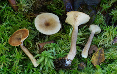 Lactarius griseus