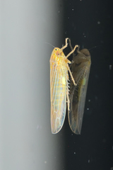 Dalbulus elimatus