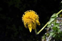 Arnica longifolia