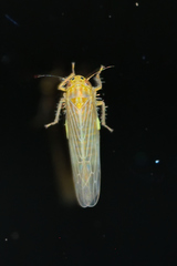 Dalbulus elimatus